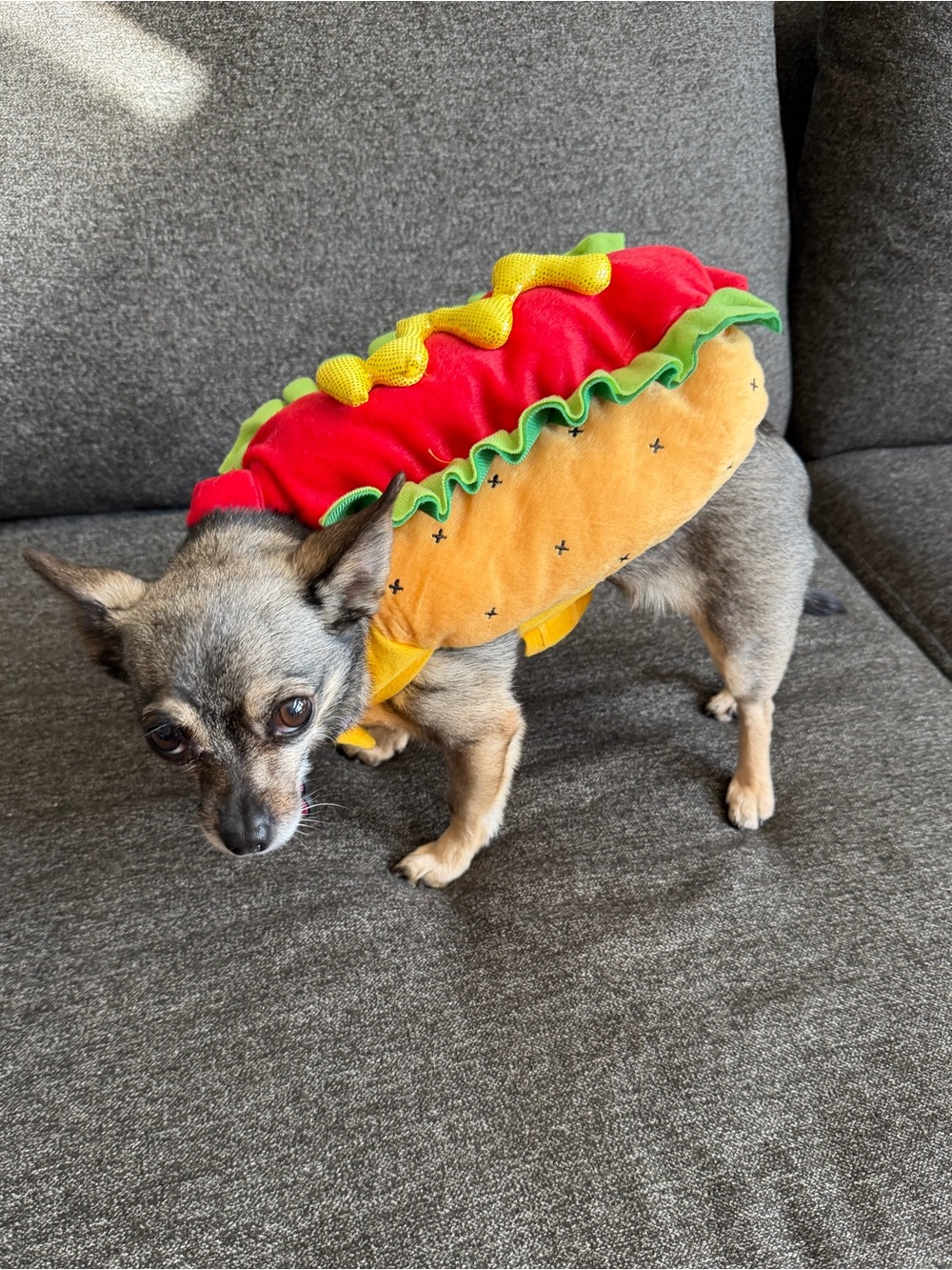 Hot dog, dog costume- small dogs